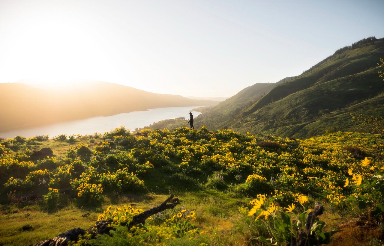 Photo of Person Standing at Flower Field