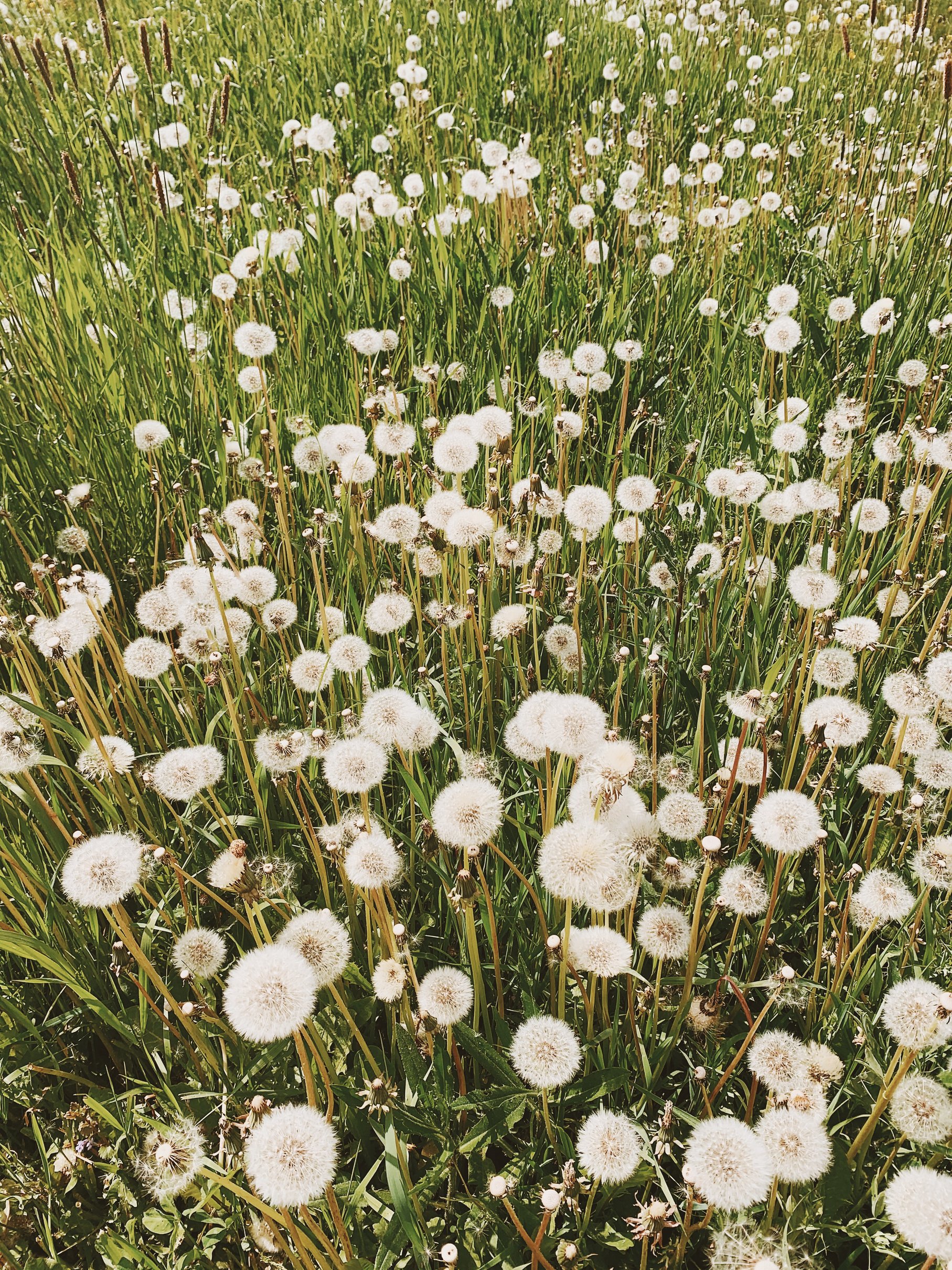 White Dandelion Flower Field