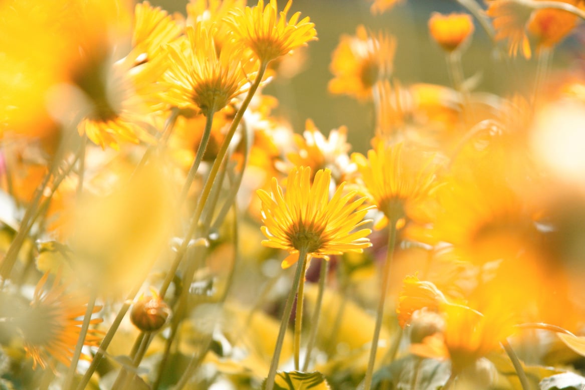 Yellow Flower Field