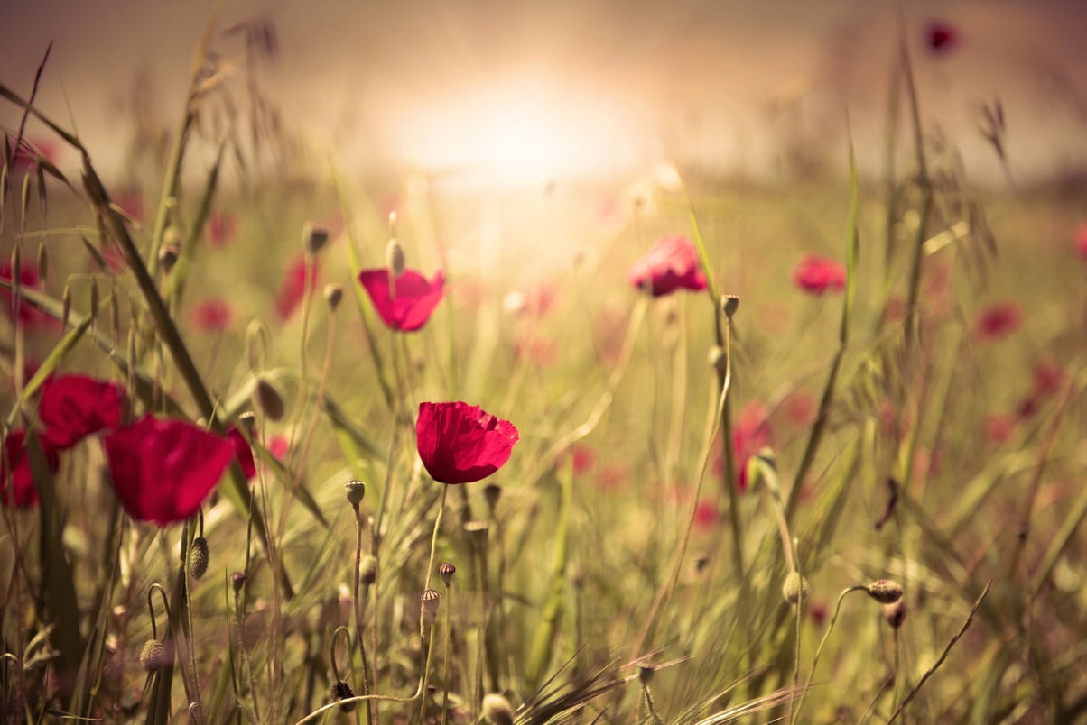 Flower Field