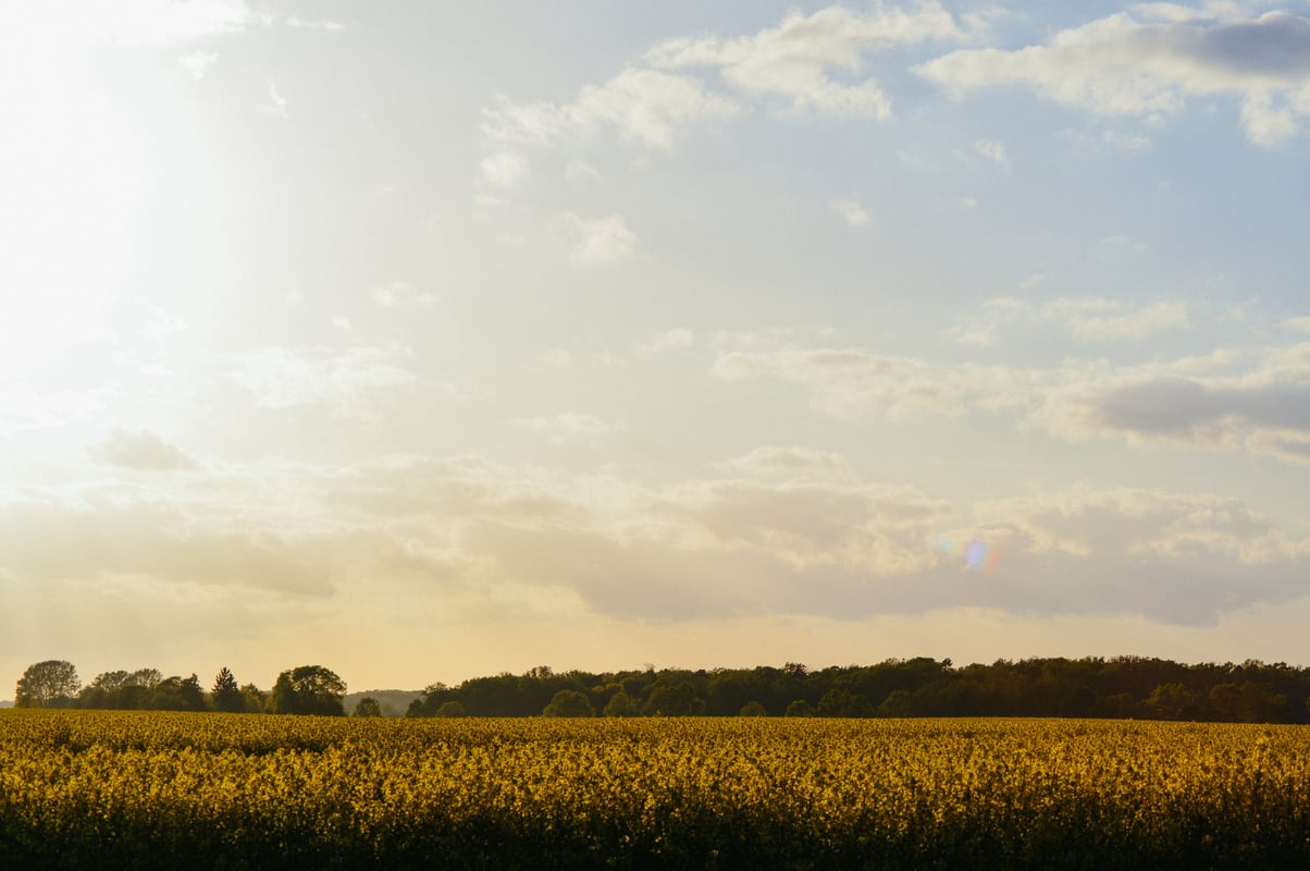 Yellow Flower Field